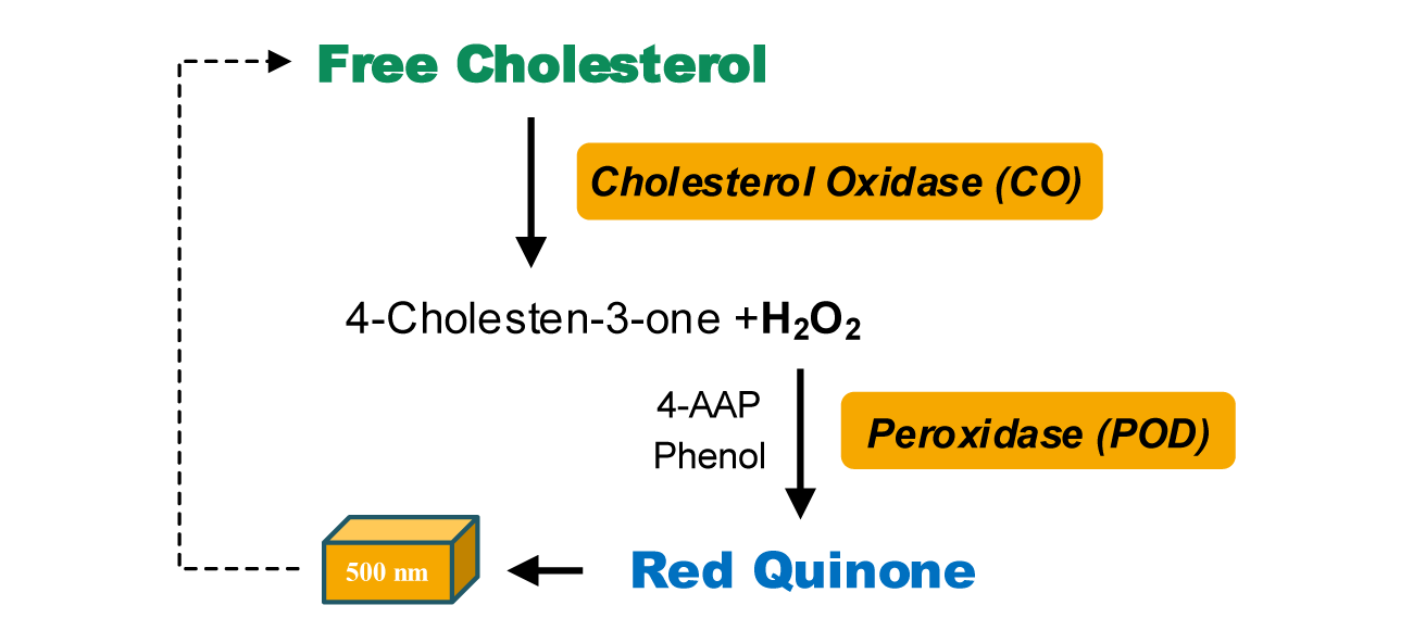 脂肪酸 - 游离胆固醇（FC）含量检测试剂盒图示2