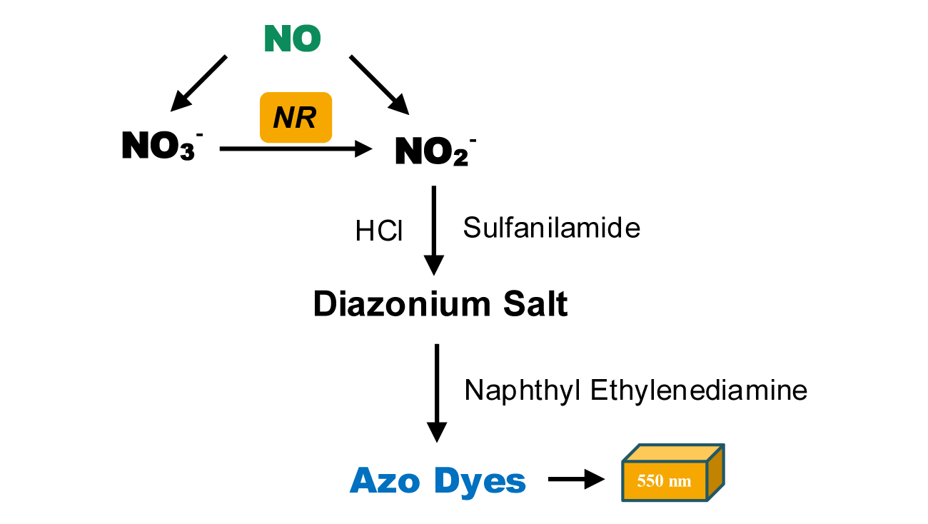 一氧化氮含量检测试剂盒图1