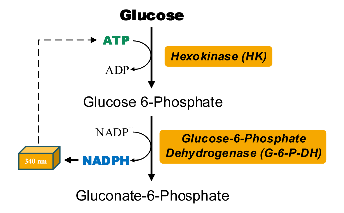 ATP含量检测试剂盒图2