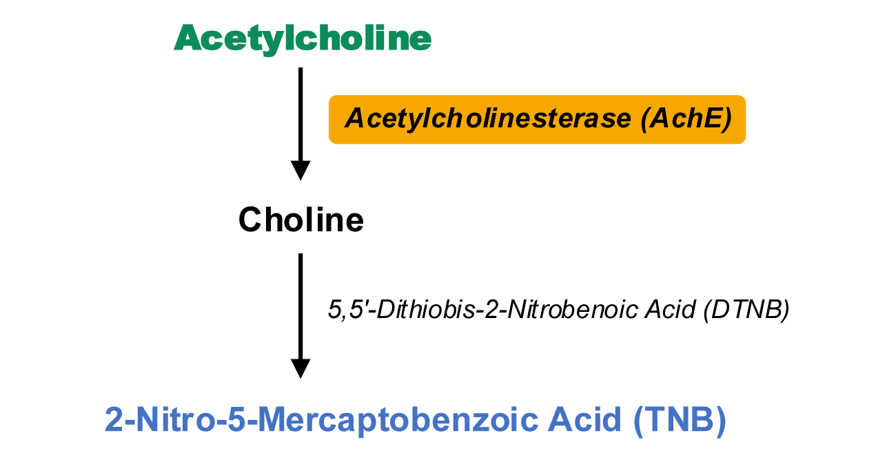 乙酰胆碱酯酶活性检测试剂盒图2