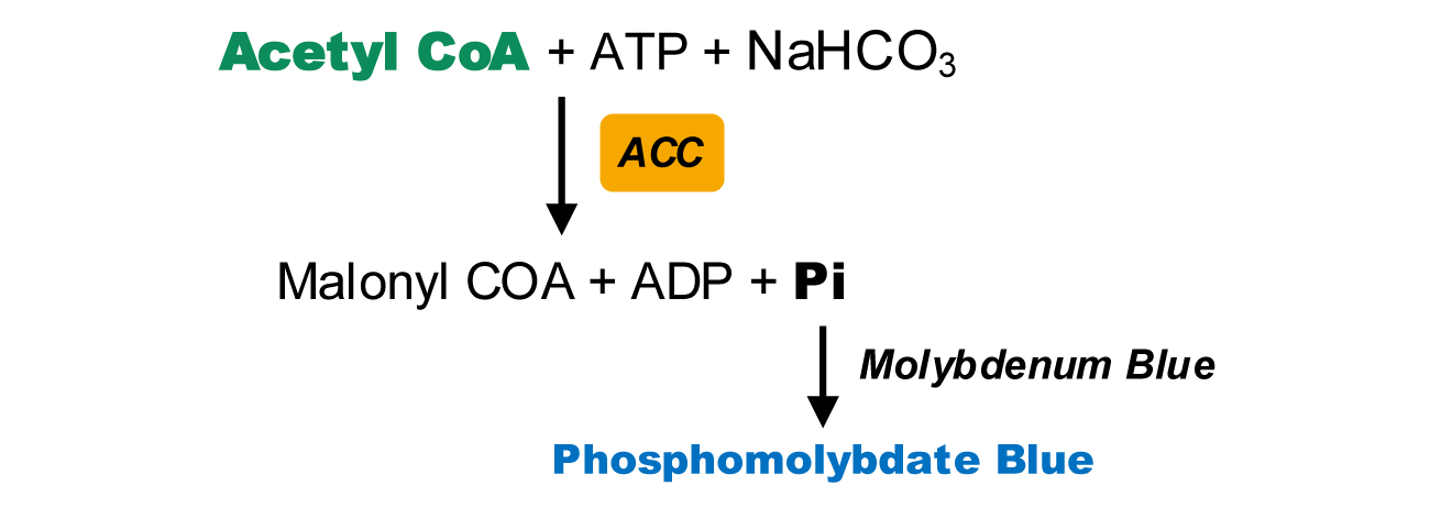 乙酰辅酶A羧化酶活性检测试剂盒图2