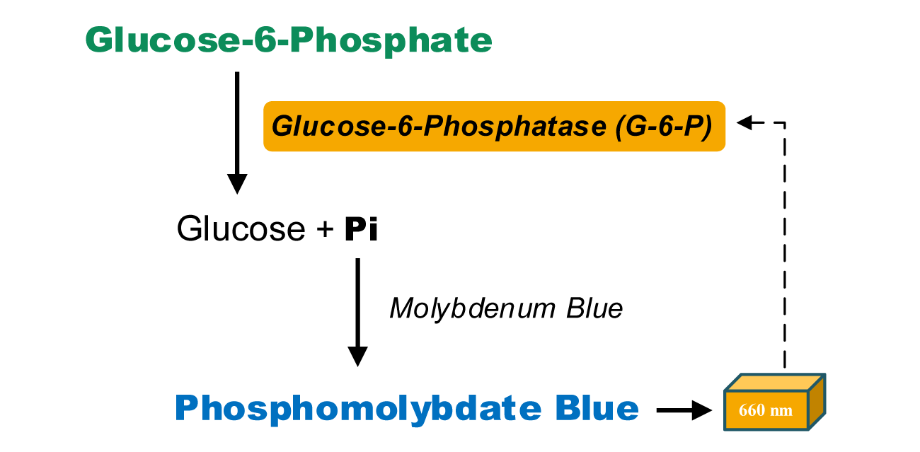 葡萄糖-6-磷酸酶活性检测试剂盒图2