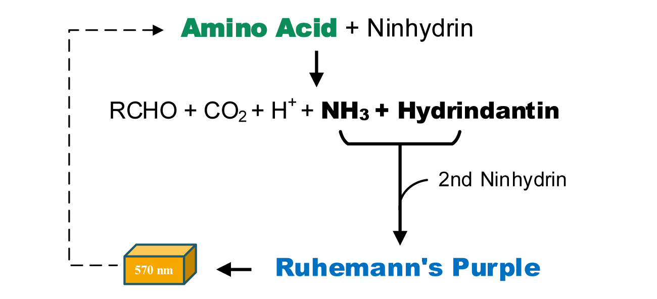 植物氨态氮含量检测试剂盒原理图