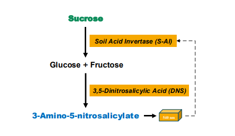 土壤酸性转化酶（S-AI）活性检测试剂盒原理图