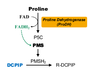 脯氨酸脱氢酶活性检测试剂盒图2